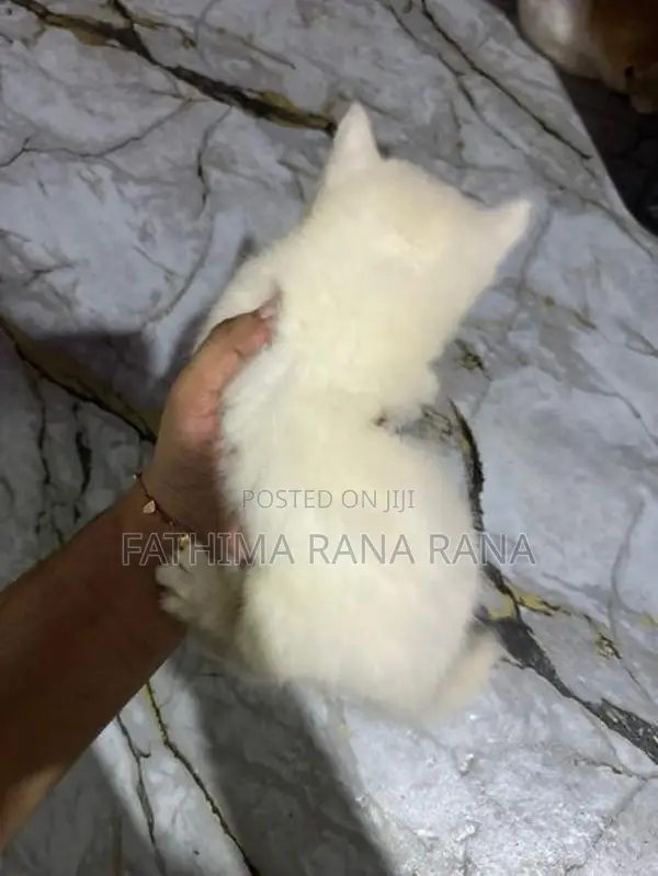 Persian Kitten