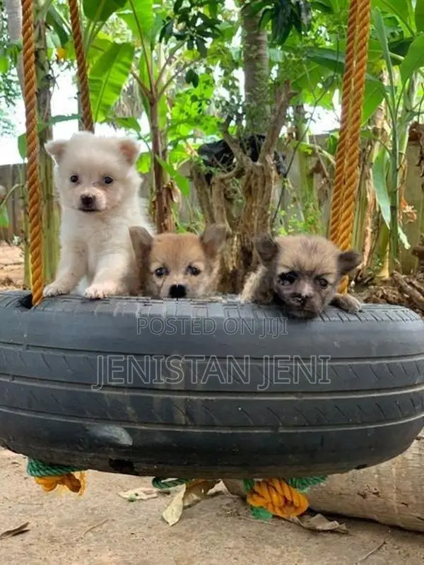 Pomeariyan Dogs