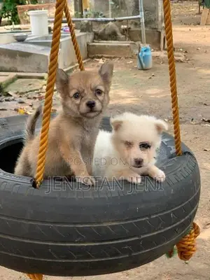 Pomeariyan Dogs