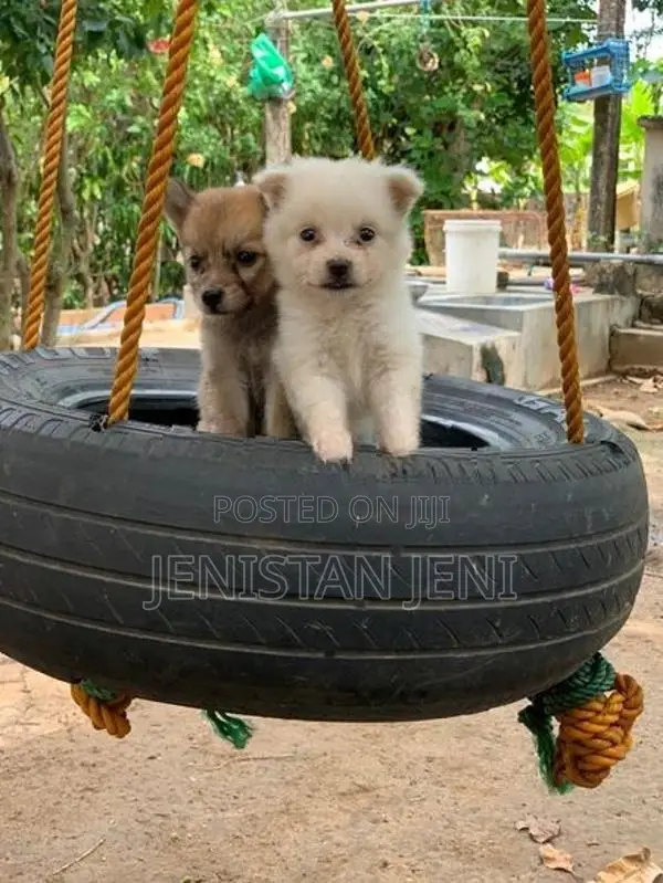 Pomeariyan Dogs