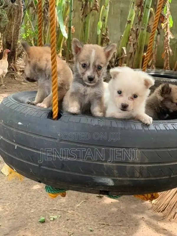 Pomeariyan Dogs