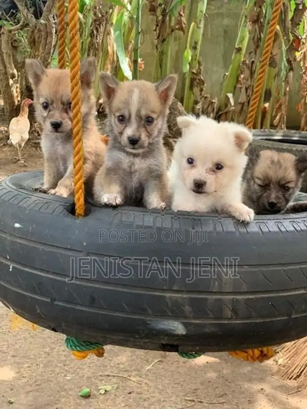 Pomeariyan Dogs