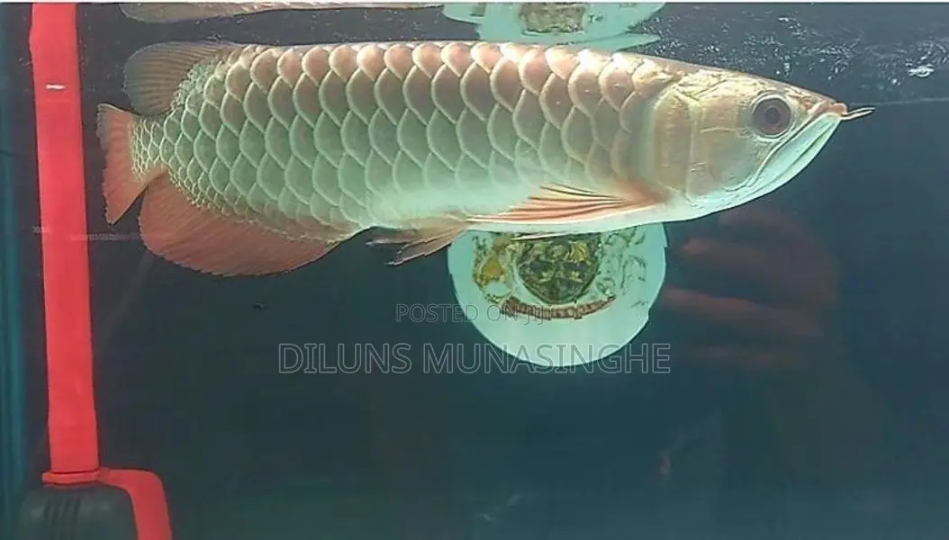 Golden Head ( Helmet Gold) Arowana