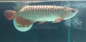 Golden Head ( Helmet Gold) Arowana