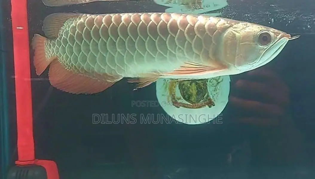 Golden Head ( Helmet Gold) Arowana