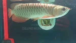 Golden Head ( Helmet Gold) Arowana