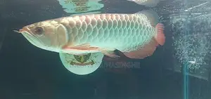 Golden Head ( Helmet Gold) Arowana