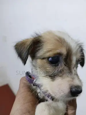 Terrier Cross Puppies