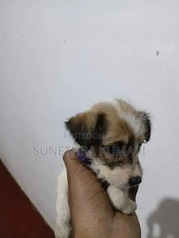 Terrier Cross Puppies