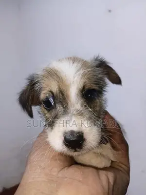 Terrier Cross Puppies