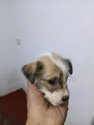 Terrier Cross Puppies