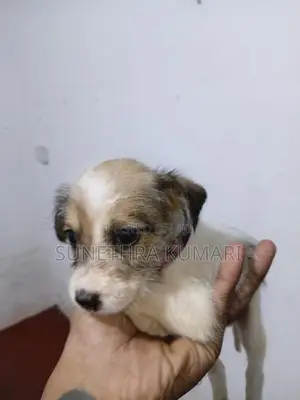 Terrier Cross Puppies