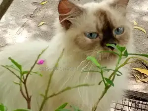 Himalayan Cat