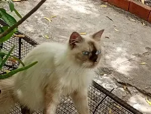 Himalayan Cat