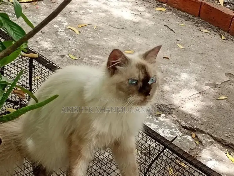 Himalayan Cat