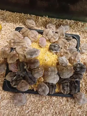 Cremino Dwarf Hamster