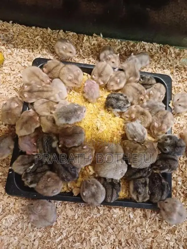 Cremino Dwarf Hamster