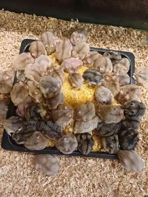 Cremino Dwarf Hamster