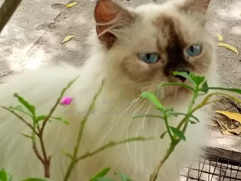 Himalayan Cat