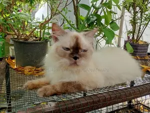 Himalayan Cat
