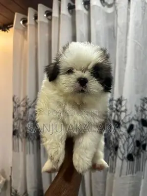 Shihtzu Puppy