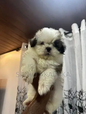 Shihtzu Puppy