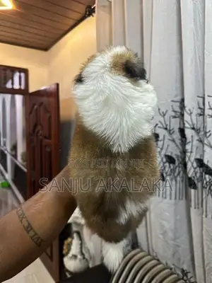 Shihtzu Puppy