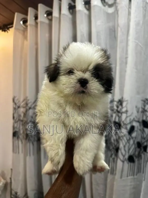 Shihtzu Puppy