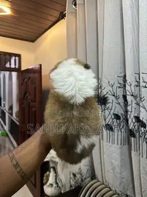 Shihtzu Puppy