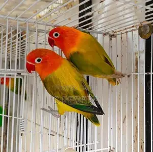 African Love Birds Opaline