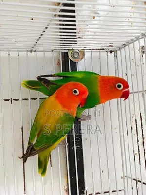 African Love Birds Opaline