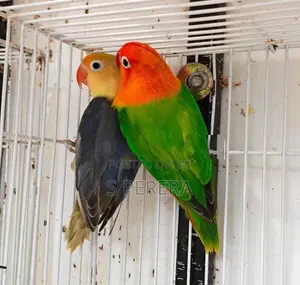 African Love Birds Opaline