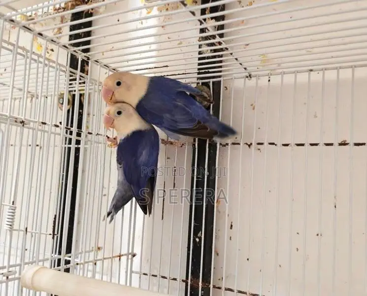 African Love Birds Opaline