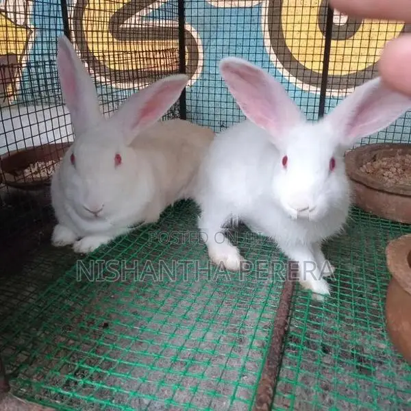 Rabbit