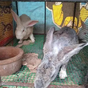 Rabbit