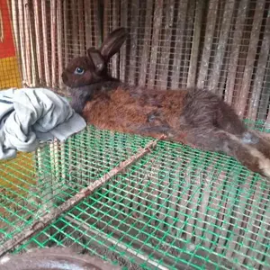 Rabbit