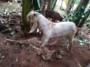Male Goat