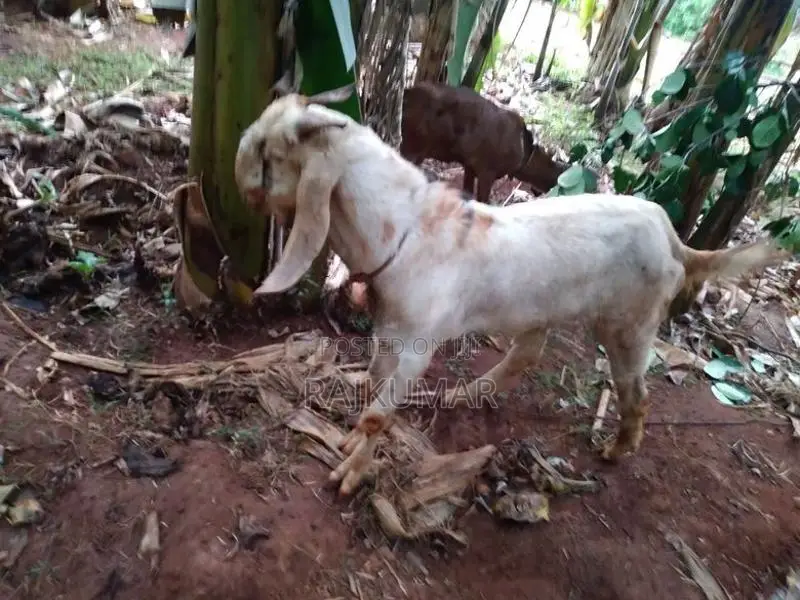 Male Goat