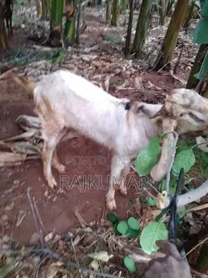 Male Goat