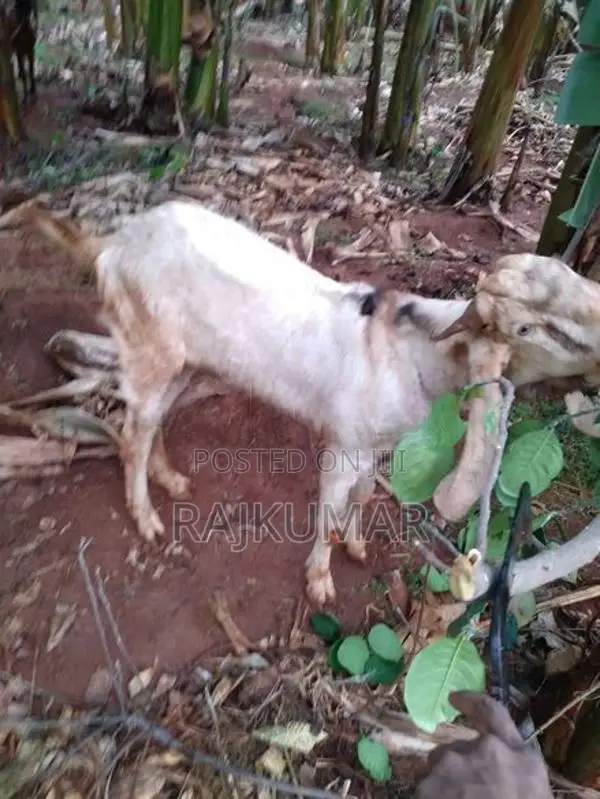 Male Goat
