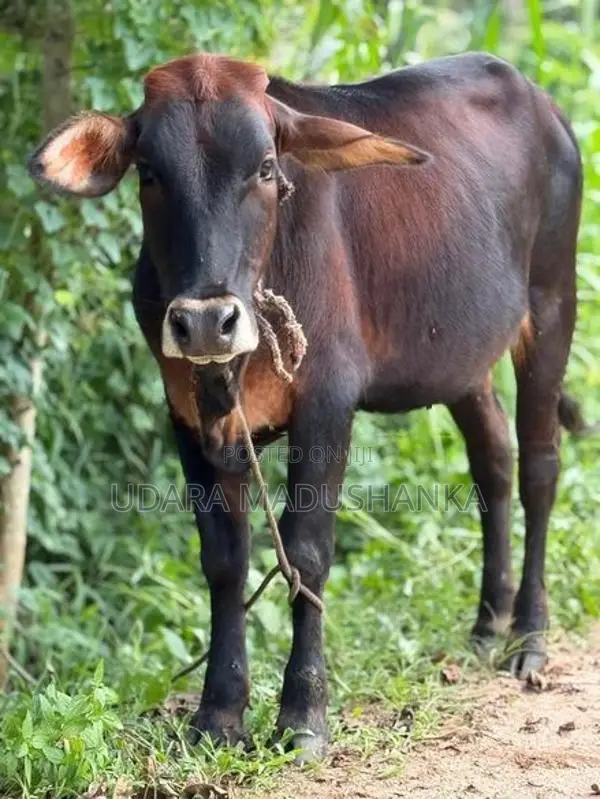 Sahiwar Female Cow