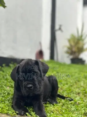 Cane Corso Puppy