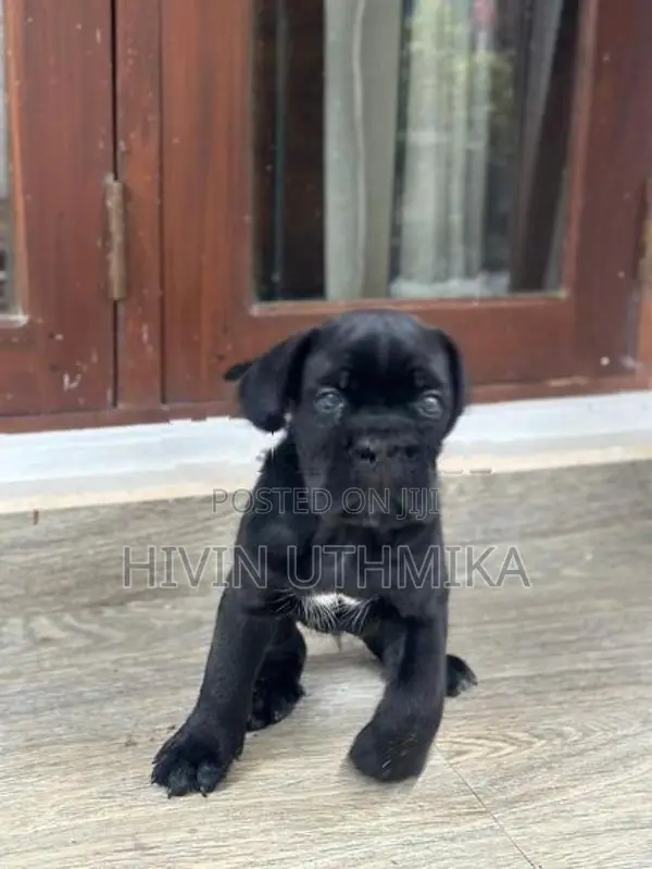 Cane Corso Puppy