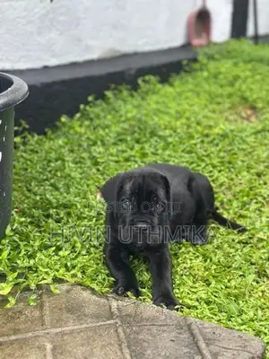 Cane Corso Puppy