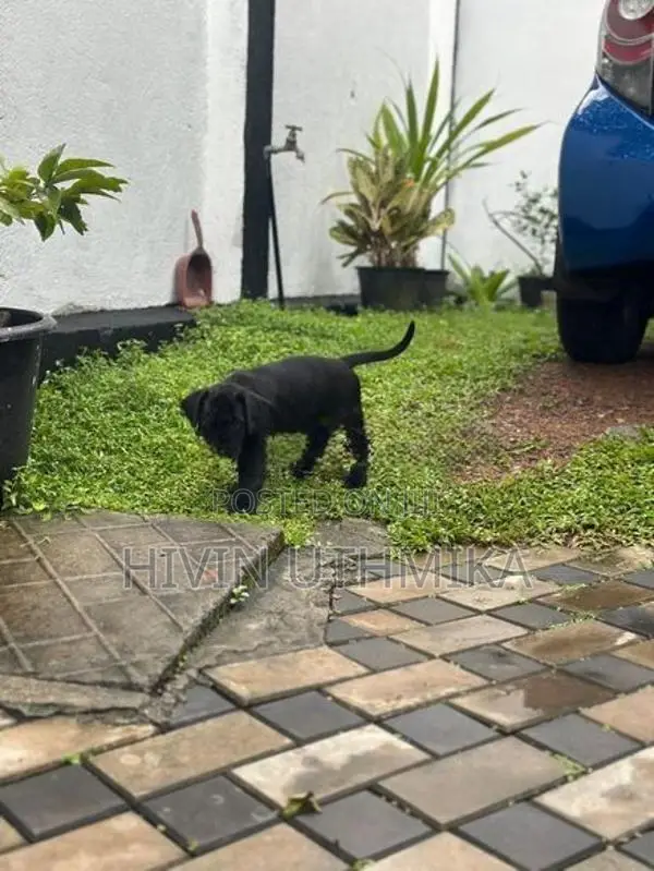 Cane Corso Puppy