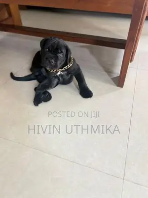 Cane Corso Puppy