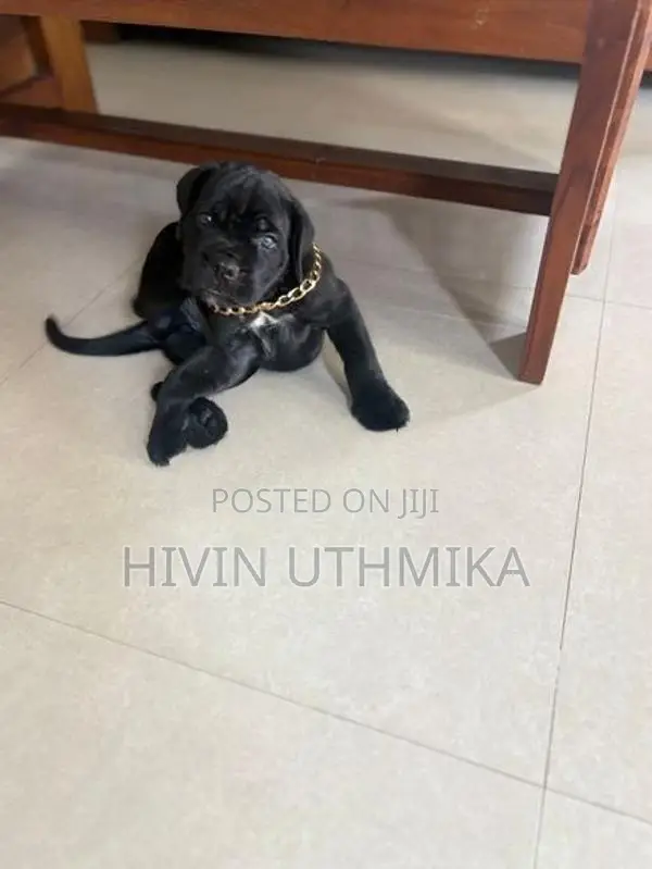 Cane Corso Puppy