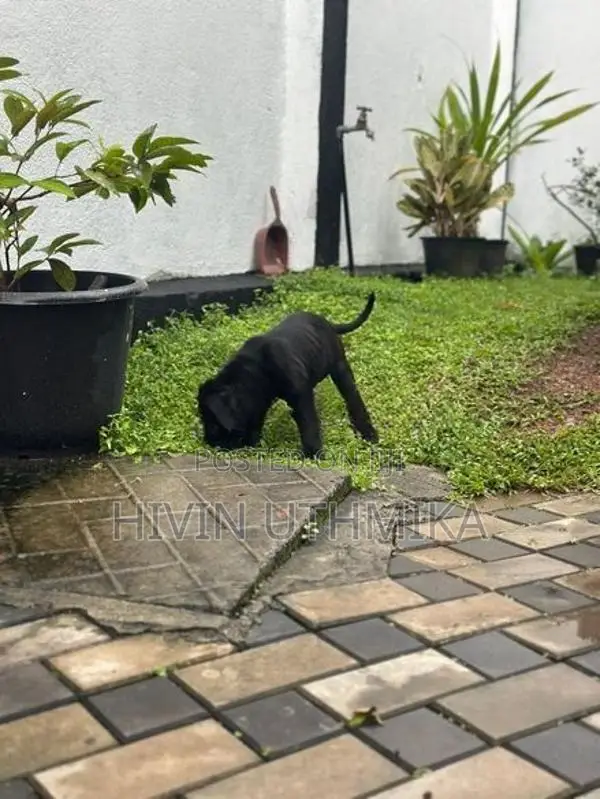 Cane Corso Puppy