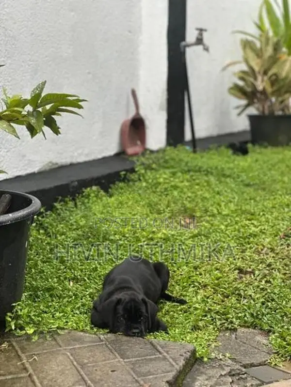 Cane Corso Puppy