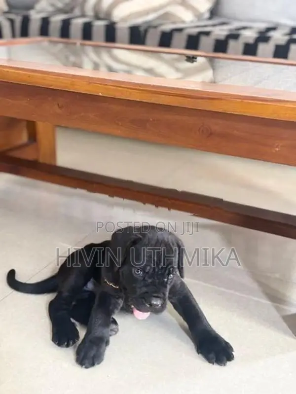 Cane Corso Puppy